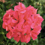 Ампельная плющелистная Пеларгония (герань) Royal® Salmon KLEPP11273