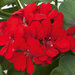Ампельная плющелистная Пеларгония (герань) Royal® Scarlet KLEPP08207