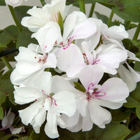 Ампельная плющелистная Пеларгония (герань) Royal® White KLEGATTA