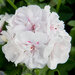 Ампельная плющелистная Пеларгония (герань) Royal® White Wings