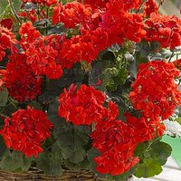 Полуампельная плющелистная пеларгония (герань) Extreme Red