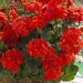 Полуампельная плющелистная пеларгония (герань) Extreme Red