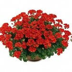 Полуампельная плющелистная пеларгония (герань) Two In One Scarlet
