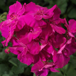 Полуампельная, гибрид ампельной и зональной Пеларгония (герань) Calliope® Lavender Rose PEQZ0002