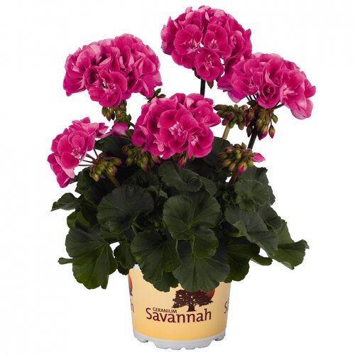 Зональная, кустовая пеларгония (герань) Savannah Tex Mex Hot Pink