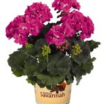 Зональная, кустовая пеларгония (герань) Savannah Blue