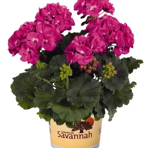 Зональная, кустовая пеларгония (герань) Savannah Blue