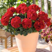 Зональная, кустовая пеларгония (герань) Really Red