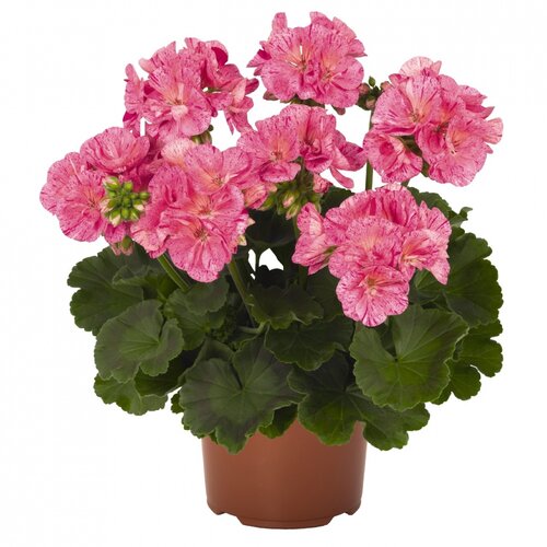Зональная, кустовая Пеларгония (герань) Survivor Pink Batik 