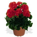 Зональная, кустовая пеларгония (герань) Survivor Bright Red