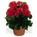 Зональная, кустовая пеларгония (герань) Survivor Bright Red