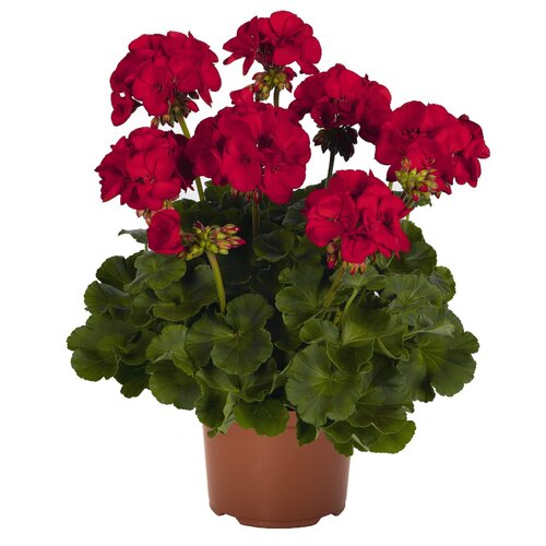 Зональная, кустовая Пеларгония (герань) Survivor Dark Red