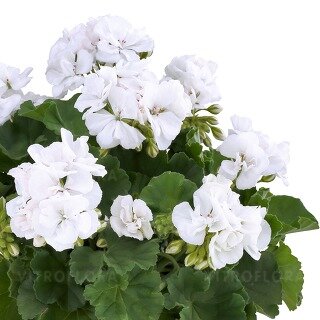 Зональная, кустовая пеларгония (герань) Trendix White Imp.