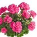 Зональная, кустовая пеларгония (герань) Trendix Hot Pink