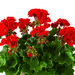 Зональная, кустовая пеларгония (герань) Trendix Multiflora Dark Red