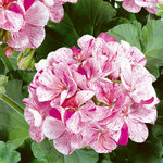 Зональная, кустовая Пеларгония (герань) Avenida® Mosaic Purple Fismopink