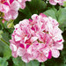 Зональная, кустовая Пеларгония (герань) Avenida® Mosaic Purple Fismopink