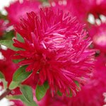 Deep Red SX2-9 Нет в наличии