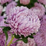 Lavender  SX2-3 Нет в наличии