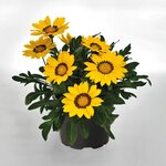 Yellow B11.11