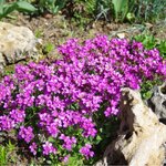 Pink B40-2