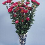 Deep Rose B61.12 