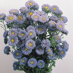 Light Blue B61.13