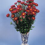 Pink B61.14 
