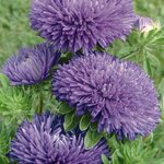 Blue B62.20  