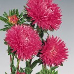 Carmine Rose B62.22 