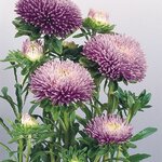 Lavender B62.23