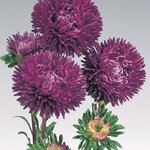 Purple B62.24 