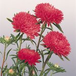 Scarlet B62.25