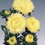 Yellow B62.26