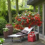 Бегония боливийская, Begonia boliviensis Santa 