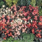 Бегония вечноцветущая, Begonia semperflorens Cocktail®