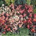 Бегония вечноцветущая, Begonia semperflorens Cocktail®