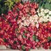 Бегония вечноцветущая, Begonia semperflorens Super Olympia®