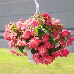 Rose picotee B300.14 