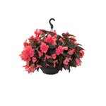Mocca Rose B300-17 Новинка