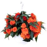 Orange B300.12 