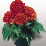 Orange B4.05