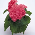 Pink B4.06