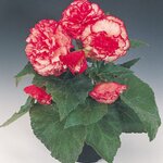 Rose Picotee B4.08 