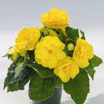 Yellow B4.12