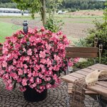 Rose Bronze Leaf B201.21 нет в наличии