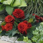 Deep Red B401.30 нет в наличии