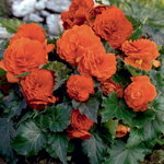 Orange B401.31