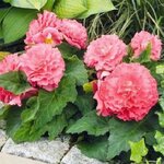 Pink Shades B401.32