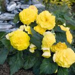 Yellow B401.35 нет в наличии